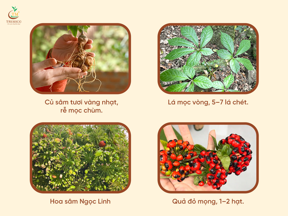 c&acirc;y s&acirc;m Ngọc Linh như thế n&agrave;o TRIMICO